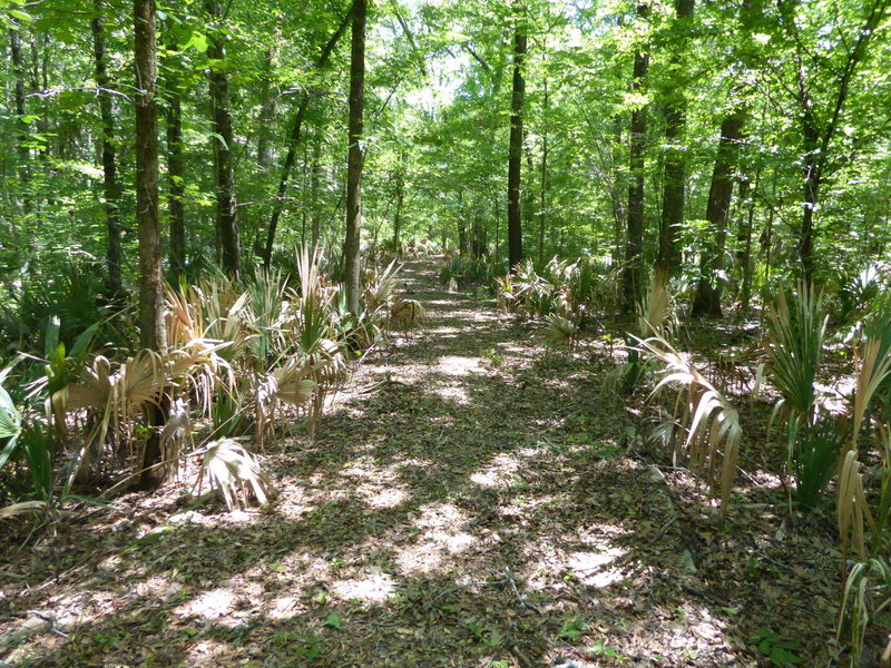 The Alligator Slough Nature Trail winds through dense palmetto undergrowth.