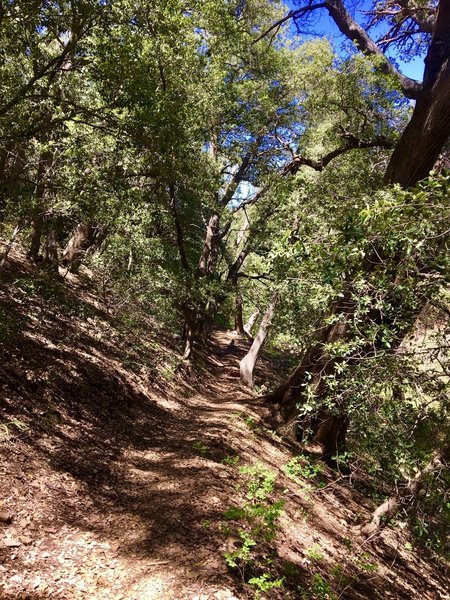 The Noble Canyon Trail passes through thick live oak forest.