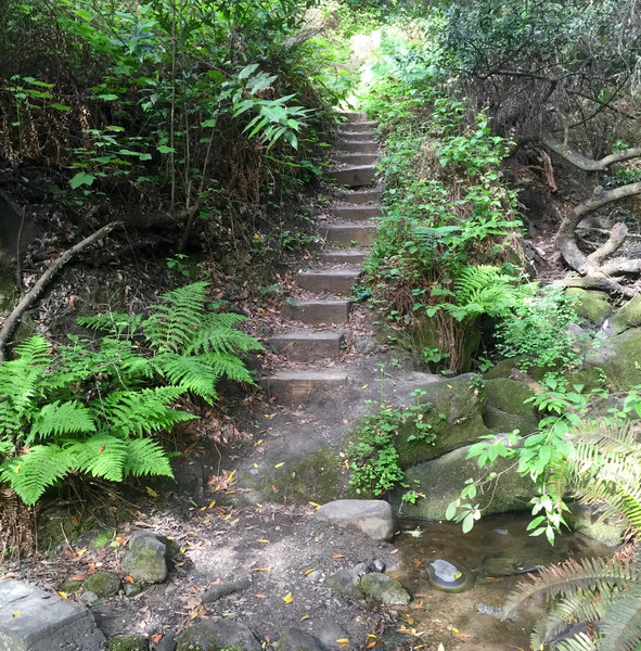 Stairs aid your passage along the Laurel Canyon Trail Spur.
