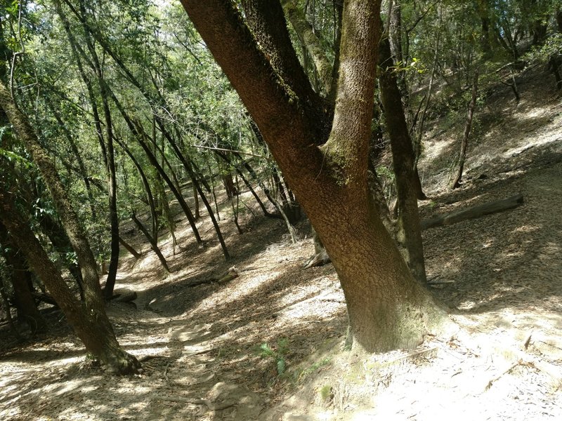 Looking downhill towards Fife Creek after exiting the East Ridge Trail. Contrary to the map, this area is a series of steep switchbacks.