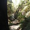 Fife Creek Waterfall in May 2017. There wasn't as much water falling as expected. The falls is also pretty close to a parking area, so it can get a little crowded.