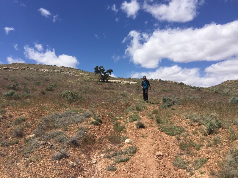 Open desert around the Cape Solitude Trail.