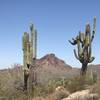 Some crazy Saguaros grow along the Maricopa Trail with Red Mountain in the background.