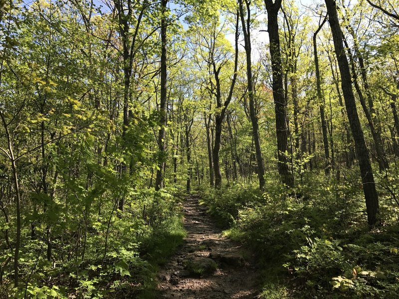 Beautiful light streams through the trees along the ridge top of the Big Schloss Trail.