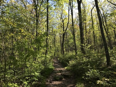 Beautiful light streams through the trees along the ridge top of the Big Schloss Trail.