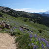 Fields of lupines frame views of Mt. Adams.