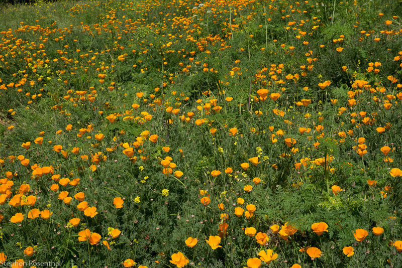 California Poppies at the top of the Todd Quick Trail.