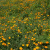 California Poppies at the top of the Todd Quick Trail.