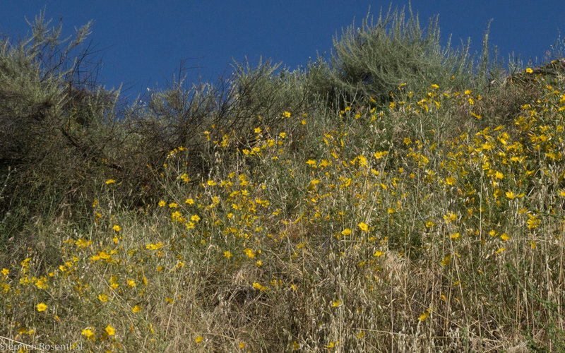 Blazing Star on the Peninsular Trail.