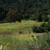 Meadow of mostly invasives, including Poison Hemlock and Mustard.