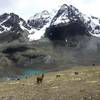 Llamas enjoy the view of Pic Austria in the background.