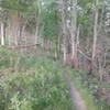 High Ridge Trail shows signs of recent prescribed burn.