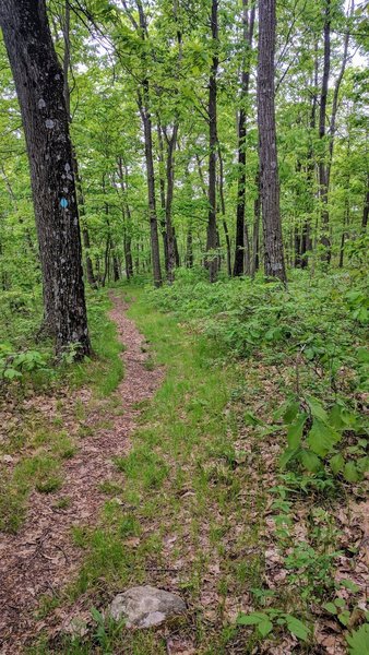 Some enjoyable singletrack can be found on the Highlands Trail in Mahlon Dickerson Reservation.