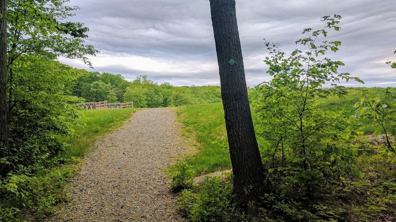 The forested view opens up as you approach Saffin Pond.