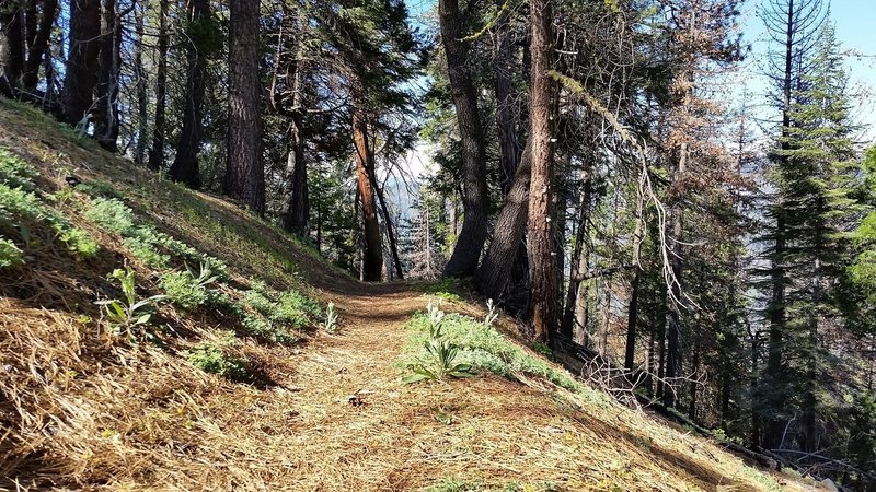 The Sugar Bowl Trail is often covered in soft needles.