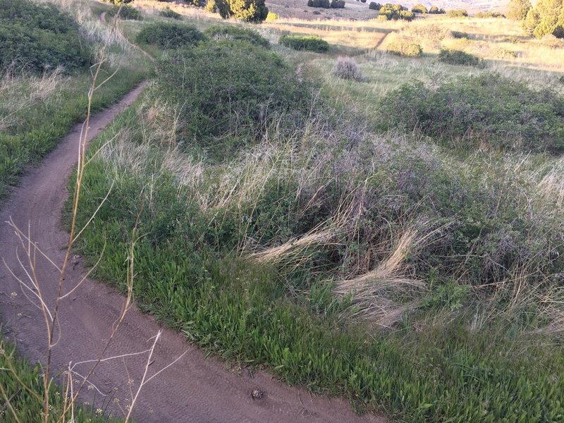 Switchbacks abound on this section of Cone.