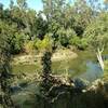 Putah Creek can often have log jams.