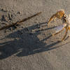 Look for the ghost crab along the beachfront.