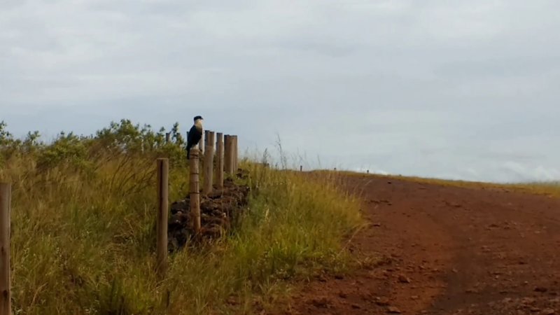 Falcon at the Florença Road climb.