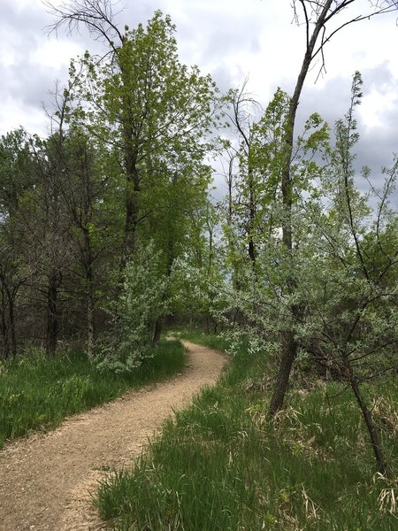 The Nature Trail traverses a pleasant riparian environment along the Missouri River.