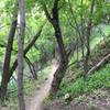 The trail heads through the forest on the west side of the campground.