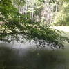 A view of the bigger pond of two at Ledge Creek Forest Conservation Trail. Now the pond provides habitat and water for wildlife.