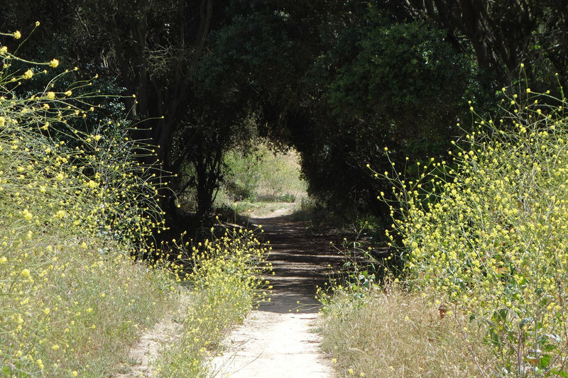 A tunnel of vegetation grows in Tecolote Canyon.