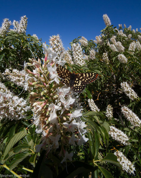 Buckeye tree flowers along the North Rim Trail attract beautiful butterflies.