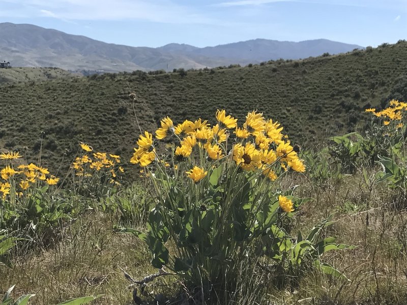 Mules ear are in full bloom come spring and summer.