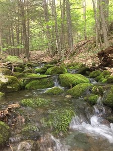 A beautiful stream parallels the trail in the first mile.