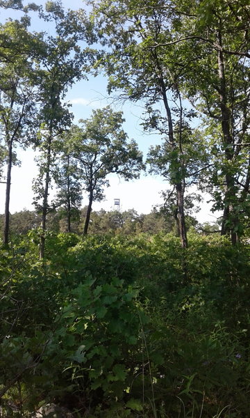 Stegall Mountain fire tower in the distance.