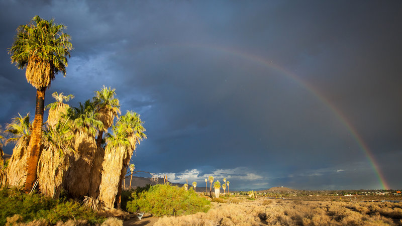 A distant rainbow frames palms at the Oasis of Mara. Photo credit: NPS/Evan Heck.