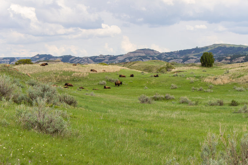 Not-so-distant herds of bison can be seen from the Lower Talkington Trail.