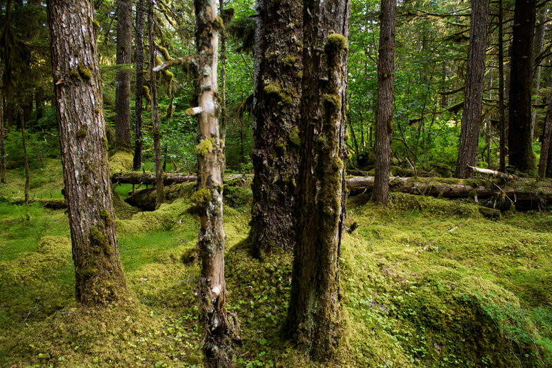 Thick carpets of moss blanket the forest floor off the Forest Trail.