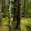 Thick carpets of moss blanket the forest floor off the Forest Trail.