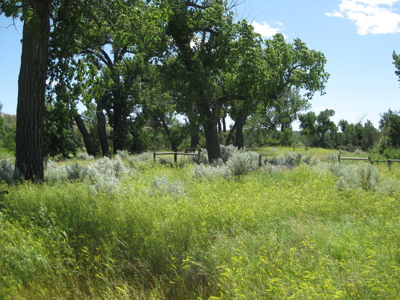 Grasses and sage grow near the site of Theodore Roosevelt's ranch house. Photo credit: NPS/Patti Schaefer.