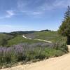 Spring lupine flowers along Bald Hills Road in Redwood National Park.