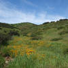 Poppies bloom on a verdant East Elliot hillside.