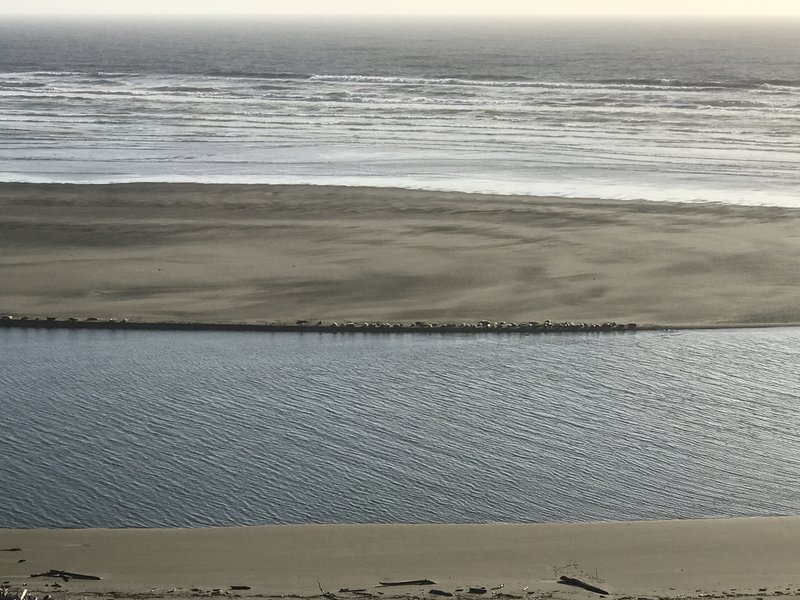 Sea lions at the mouth of the Mad River on Hammond Trail near Clam Beach.