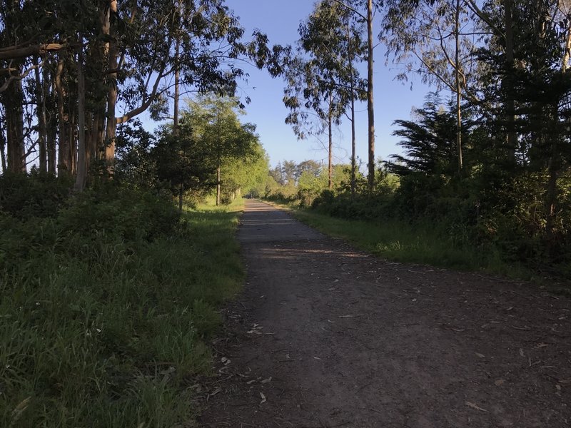 Hammond Trail near Highway 101 north of McKinleyville.