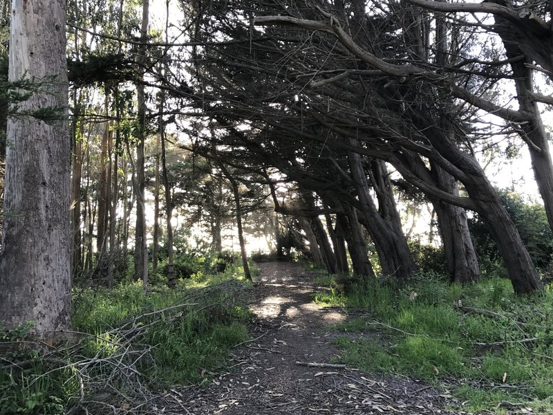 This is the trail to the lookout, which also features an overgrown spur trail.