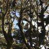 Lichen grows on Sitka spruce trees off the Hammond Trail.