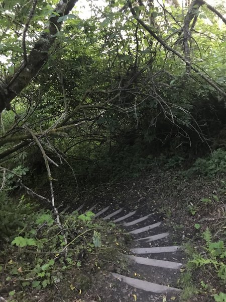 The branches and brush give the trail a tunnel like feeling in places.