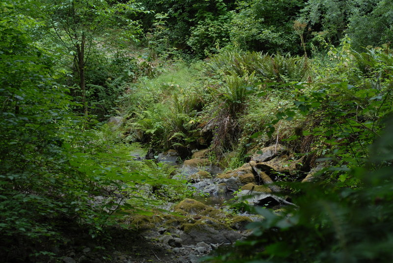 Dense vegetation grows along Little River on the Fern Canyon Trail.