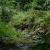 Dense vegetation grows along Little River on the Fern Canyon Trail.