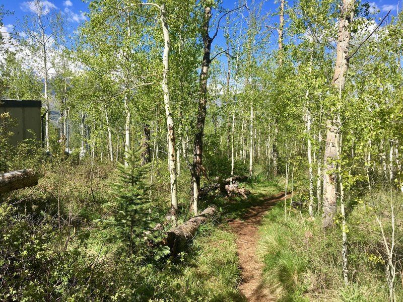 A beautiful aspen grove stands near the top of the Sunnyside Trail.