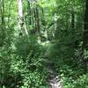 This is shortly after crossing a small foot bridge toward the end of Cedar Ridge Trail.