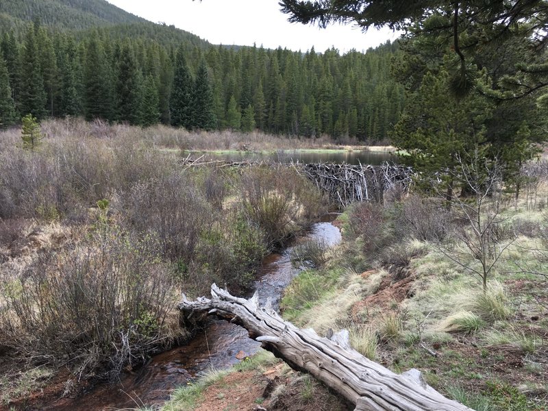 A large beaver pond provides pleasant scenery along the Wigwam Trail #609.