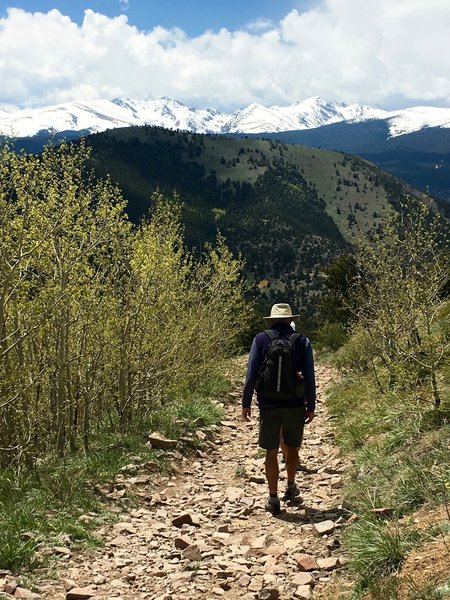 The aspen bud out in late May on Sugarloaf.