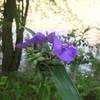 Wildflowers bloom in earnest along the Horne Creek Trail.